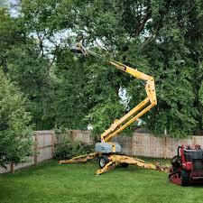 Best Root Management and Removal  in Palmview South, TX