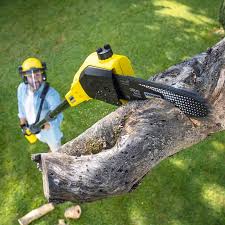 Best Weed Control  in Palmview South, TX