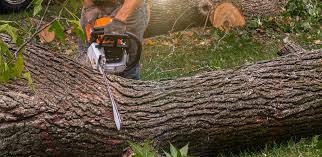 Best Utility Line Clearance  in Palmview South, TX
