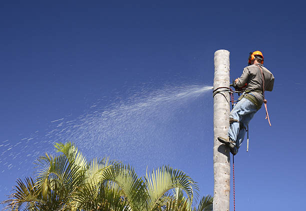 Best Lawn Pest Prevention  in Palmview South, TX