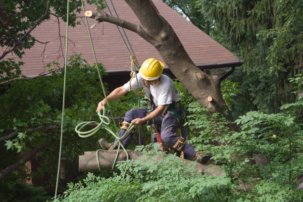 Best Tree Preservation Services  in Palmview South, TX