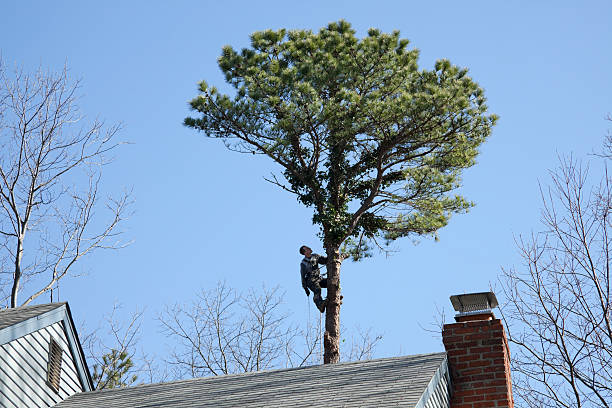 Best Tree Maintenance Programs  in Palmview South, TX